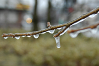 �X�R�[�e�C���O�̎}