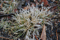 �X�R�[�e�B���O�̎G��