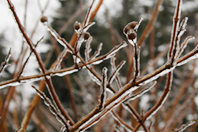 �X�ɕ�܂ꂽ�}�Ǝ�