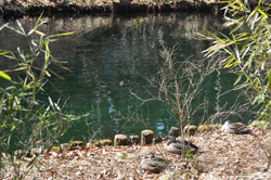 �]�T���Ⴍ���Ⴍ�ȃJ�����񂽂�