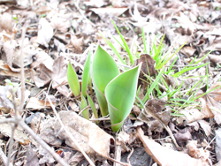 �`���[���b�v