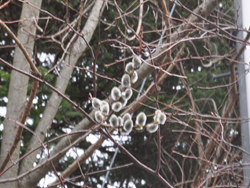 �l�R���i�M