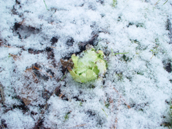 �t�L�m�g�E