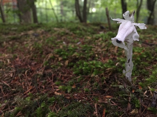 IMG_2939 (1).JPGのサムネイル画像