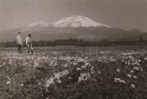 m-06サクラソウの群生・南軽井沢（簡易版）.jpg