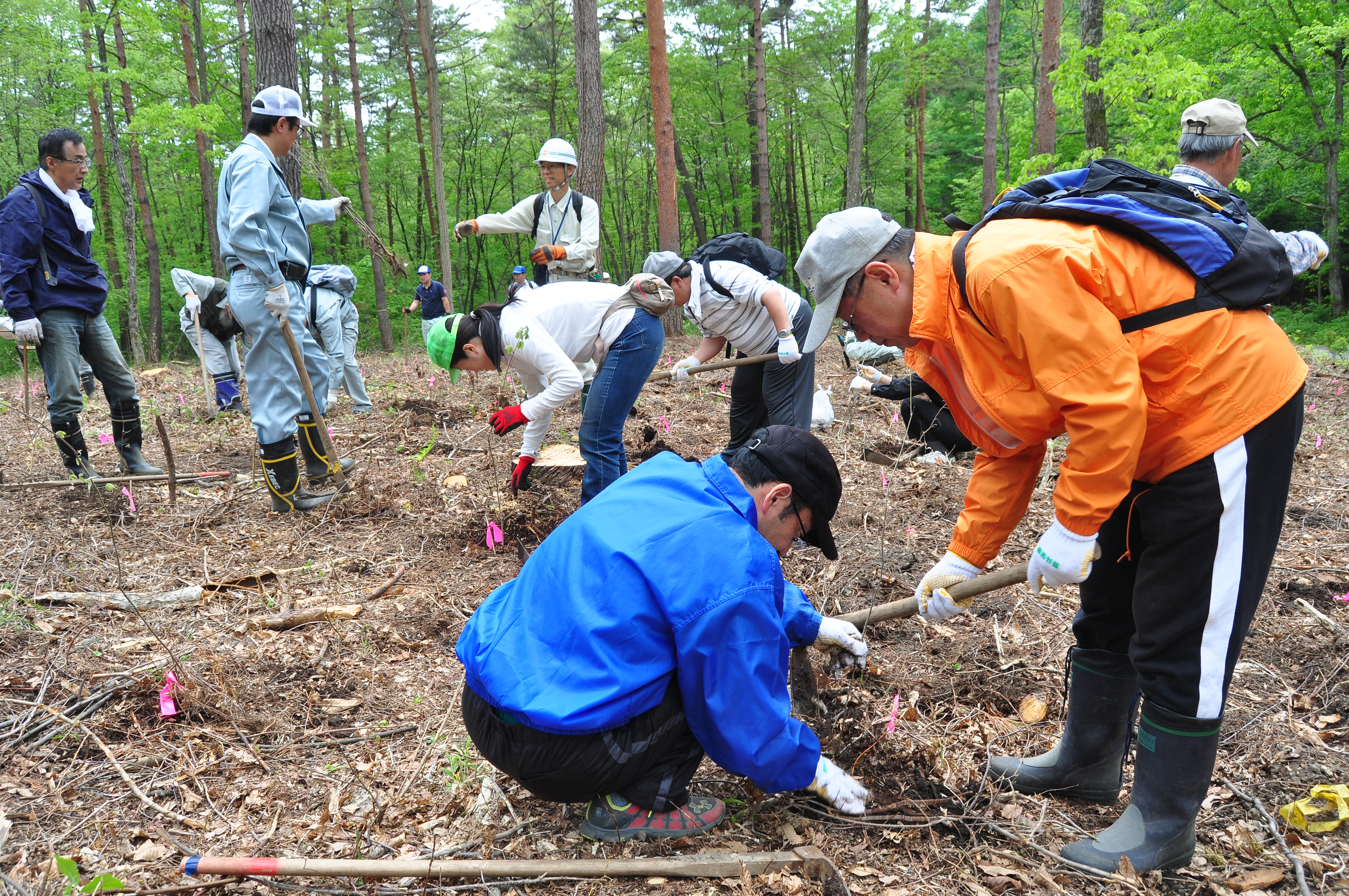 コラナなど1200本植樹