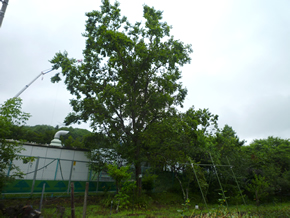 ヤエガワカンバ