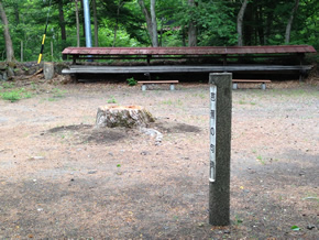 天然カラマツ伐採される