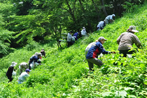 「アレチウリ」駆除へ