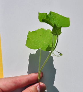 「アレチウリ」駆除へ