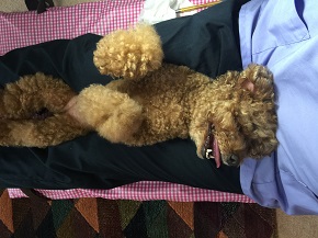 無麻酔歯石除去サロン