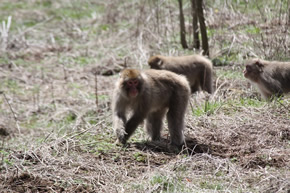 野生動物・サル