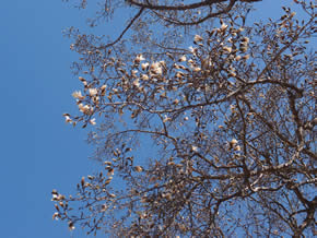 春を告げるコブシの花