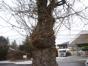 カインズホーム軽井沢店のポプラ