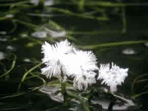 雲場池に浮かぶ可憐な氷花