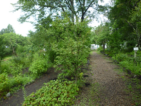 駐車場になる植物園の場所