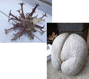 ライオンゴロシって