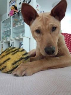 里親を待つ、犬や猫の譲渡会