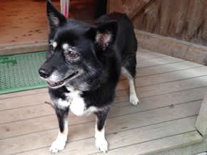 協力し迷い犬の飼い主見つける