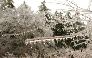 3/25 軽井沢が一夜で氷の世界に　雨氷で樹木の枝折れ被害も