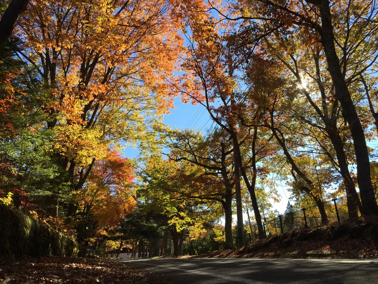 1000m林道.JPGのサムネイル画像