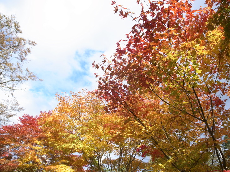 R0015309.JPGのサムネイル画像