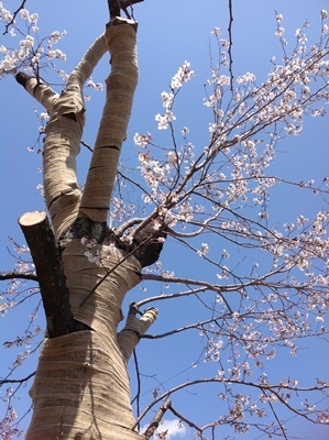 2013-04-27 12.23.37.jpg