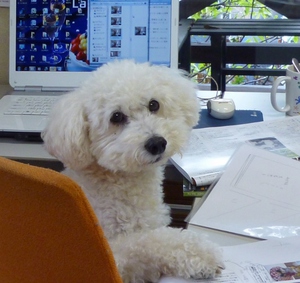 マリン編集長 (500x472).jpg