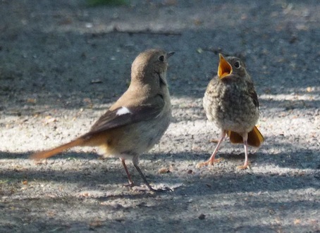 新着情報 冬鳥ジョウビタキの繁殖 軽井沢で確認 軽井沢ウェブ